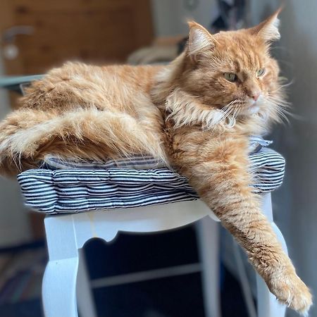 Vaerelse Midtfyn Heden Appartement Ringe Buitenkant foto